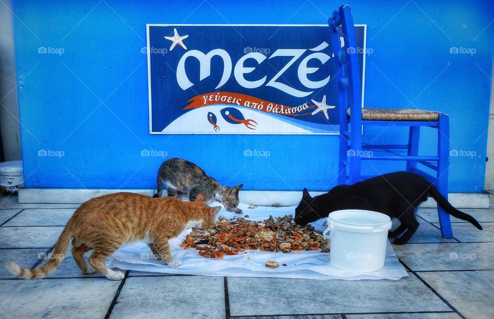 Spoiled Naxos Cats 