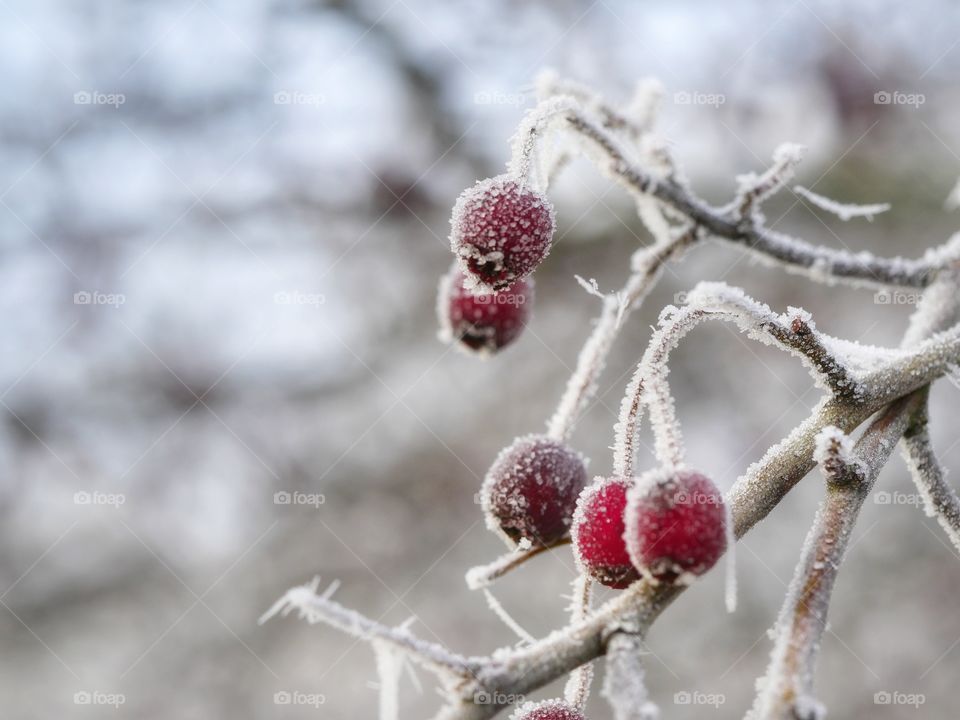 Frozen nature