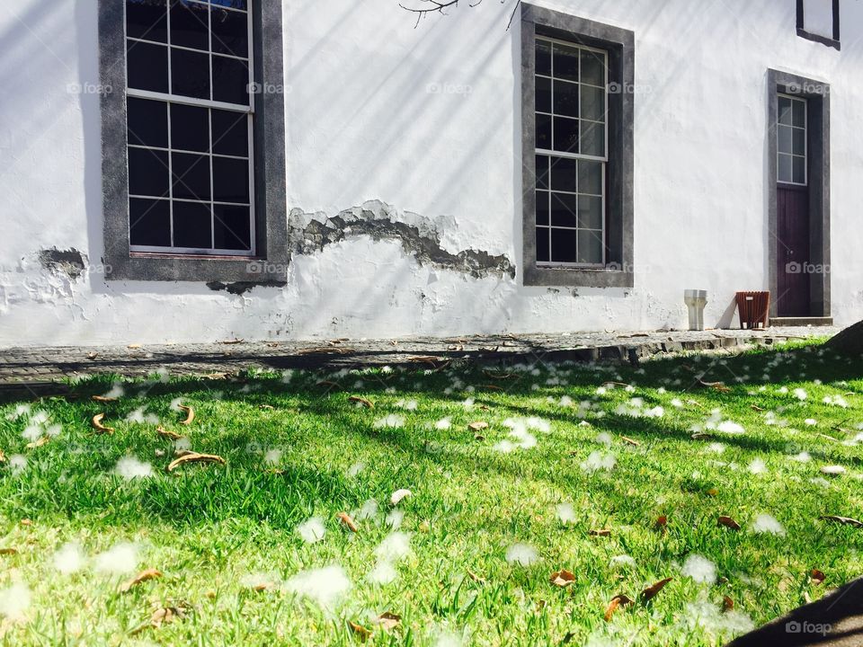 Sumaúma on the grass