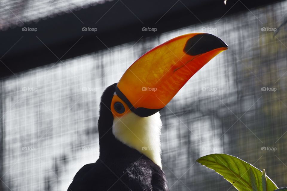 Beautiful Toucan / Belo tucano