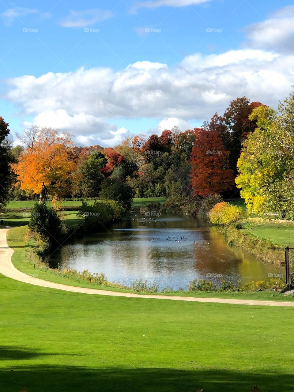 Autumn in Ontario , alliston ontario , tree line , pond blue sky and clouds on a beautiful October day 