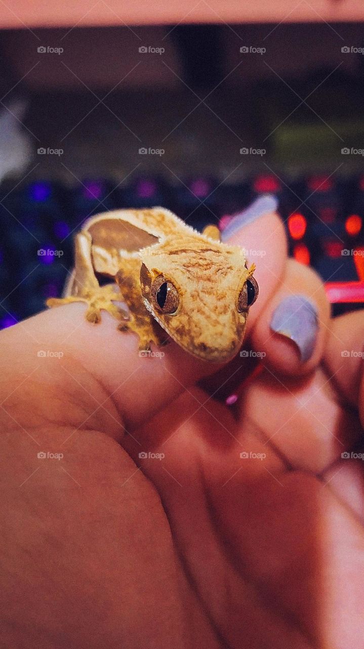 crested gecko