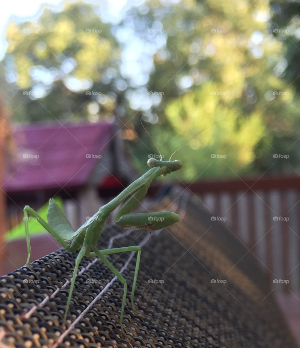 Praying mantis . Summertime with a praying mantis 
