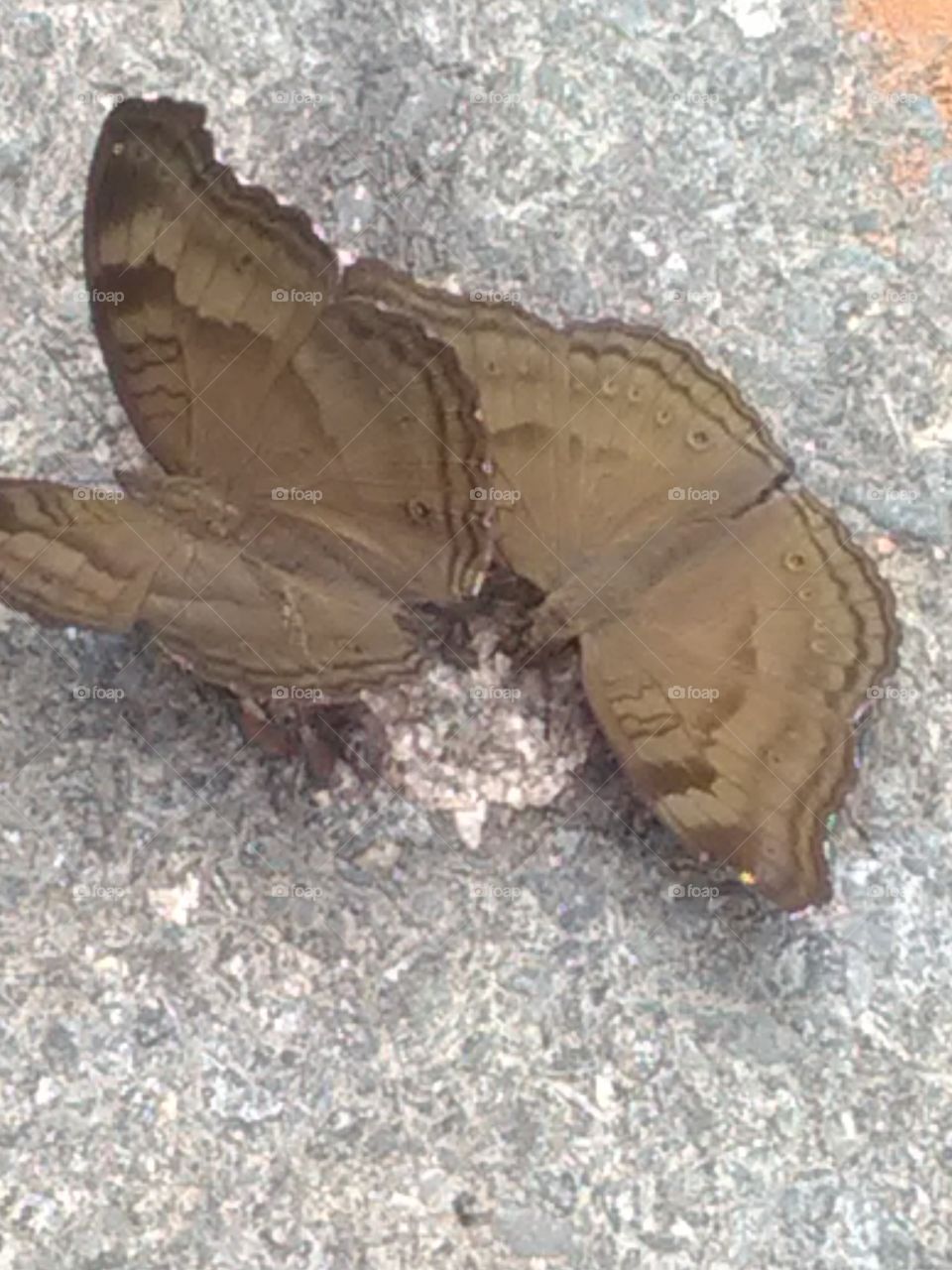 Some baterfly are enjoying of the rainy season.