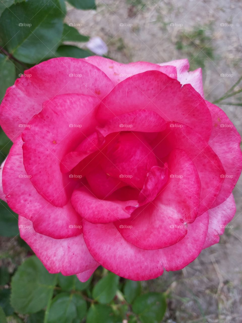 Pink Rose