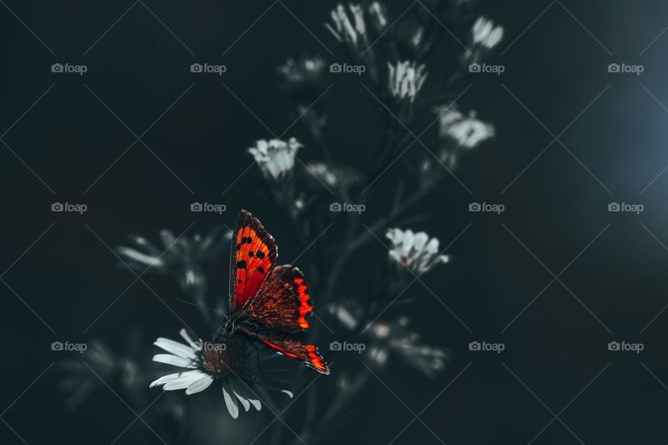 red butterfly on the flower