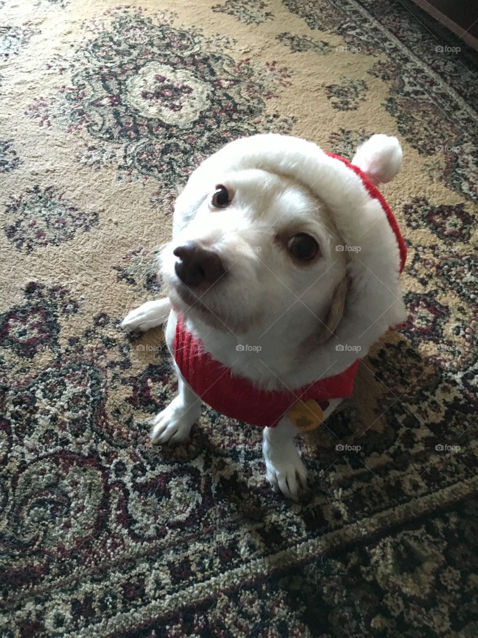 Ruby in the red coat