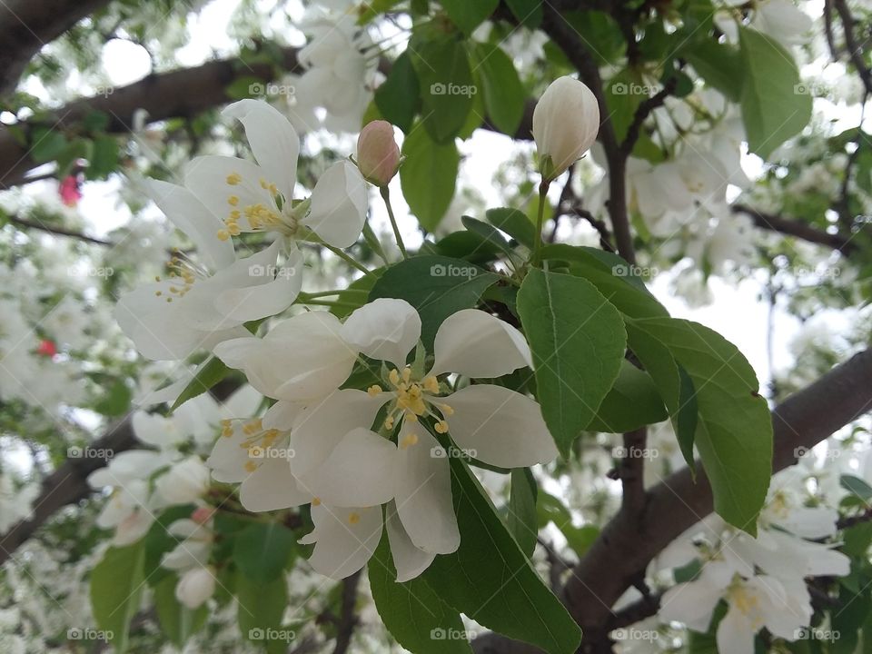 Spring Tree Blossoms