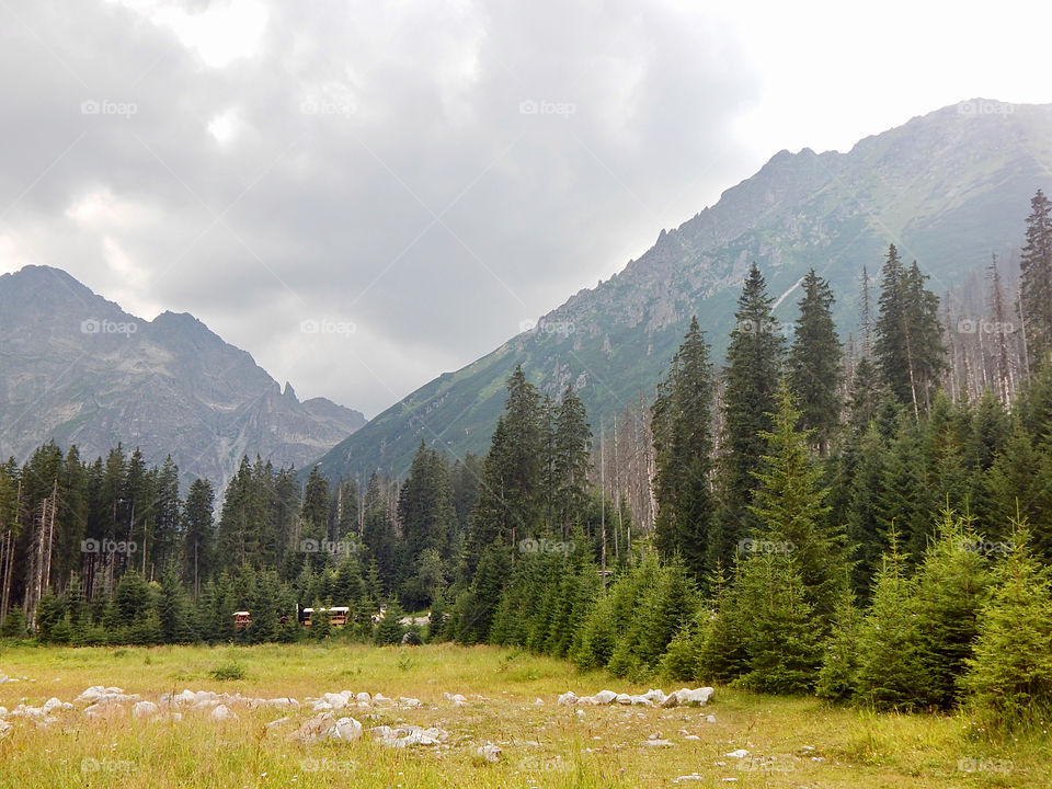 Mountains and pine trees, Zakopane, Tatry, Poland