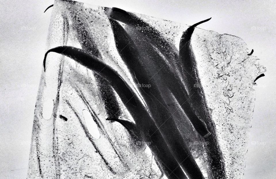 food black and white string bean french bean by alekime