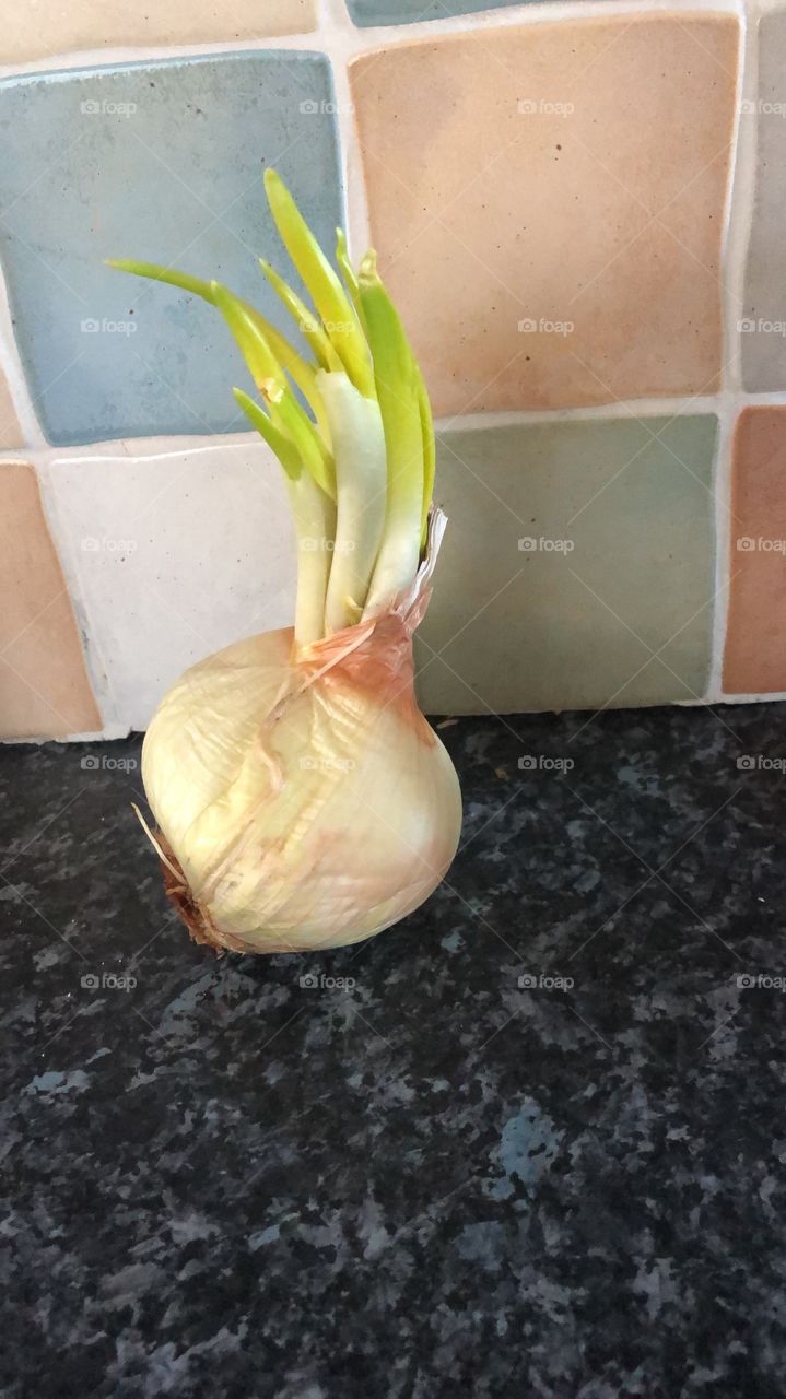 Onion growing 