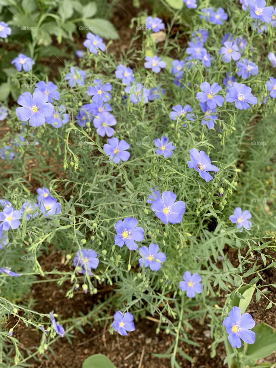 linum usitatissimum. flax decorative.