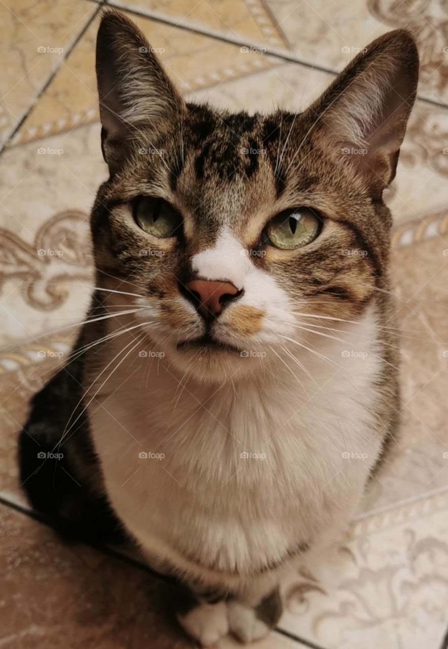 A catman - animals with my phone