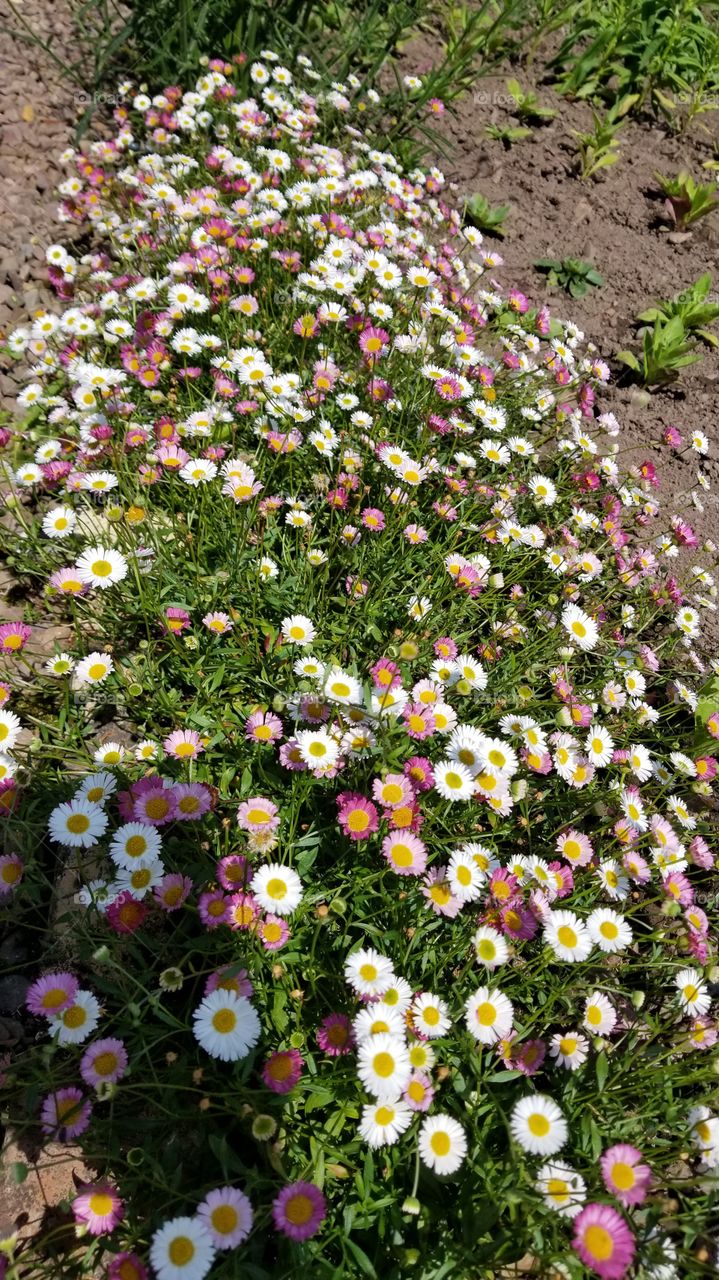 Britain's colorful daisies