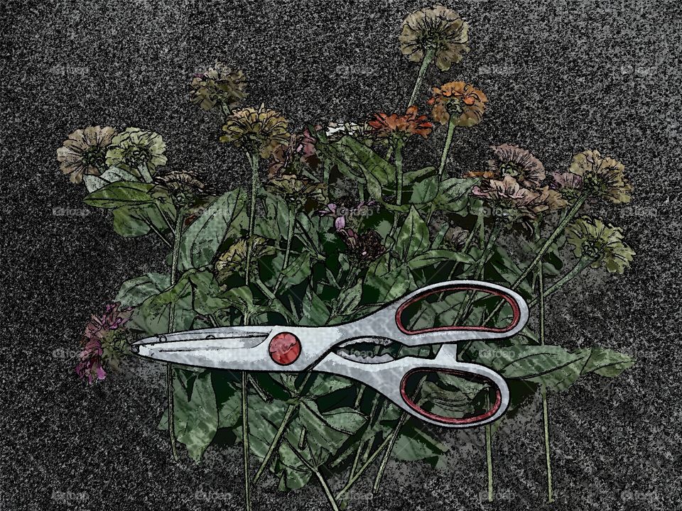 scissors & cut zinnias (engraving)