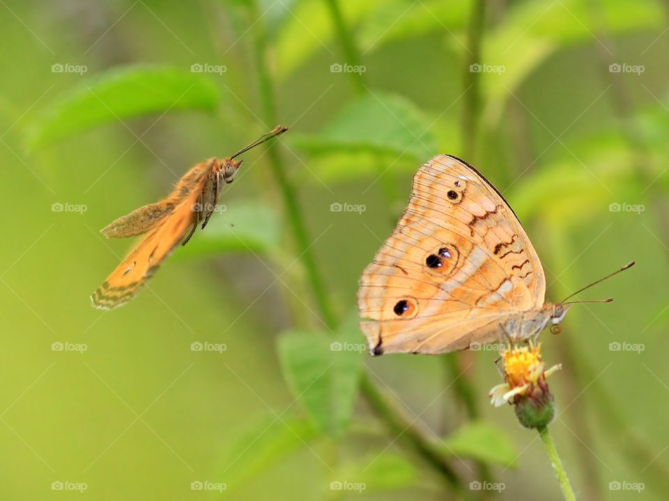 On My Way..
Butterflies