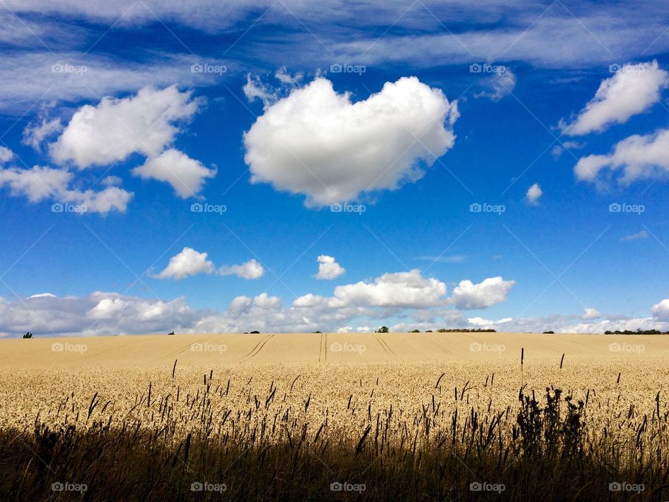 Heart shaped cloud formation in the sky ... main subject arranged in the rule of thirds with the dark shadow foreground ... yellow wheat in the middle and bright blue sky top third ... taken with my iPhone whilst out for a walk ...