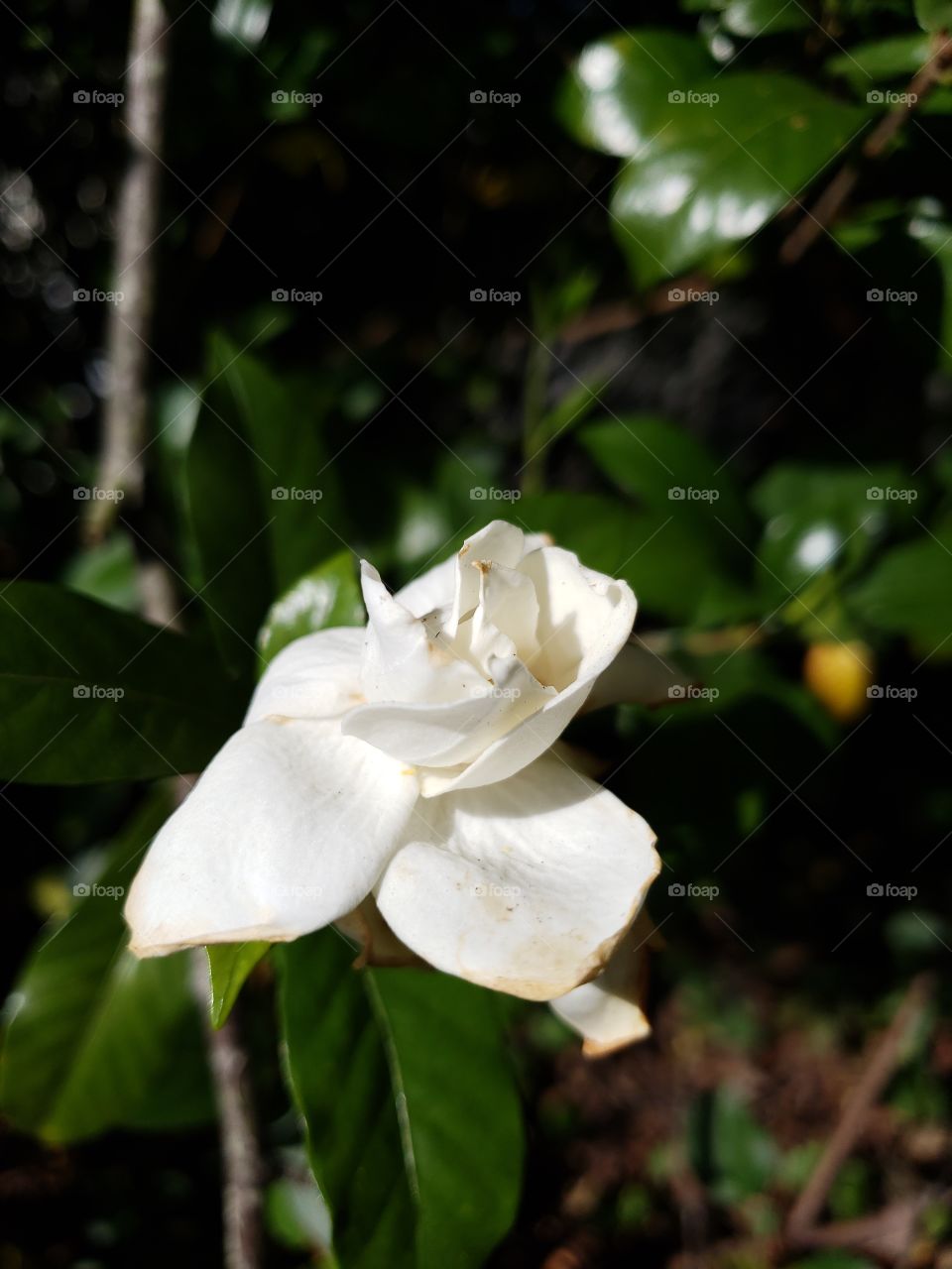 Last gardenia bloom