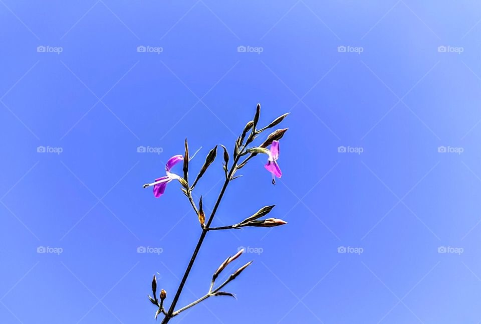 Flower with sky background