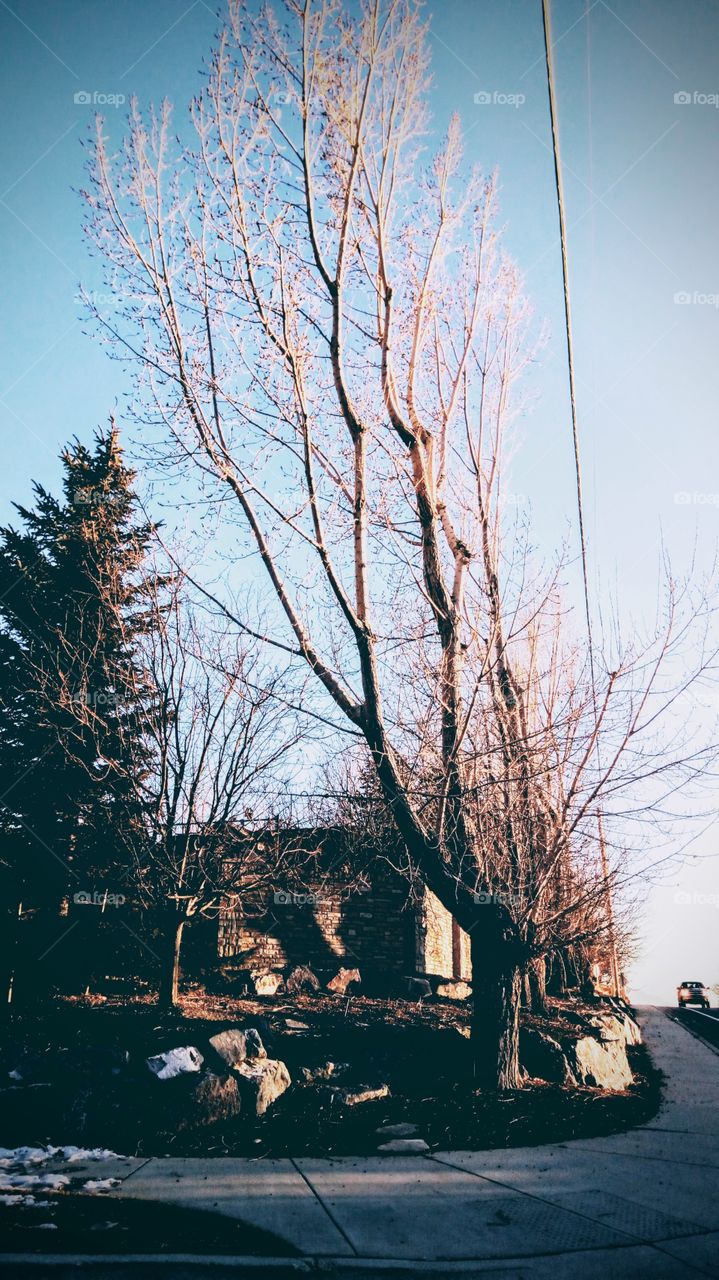 a unique looking tree