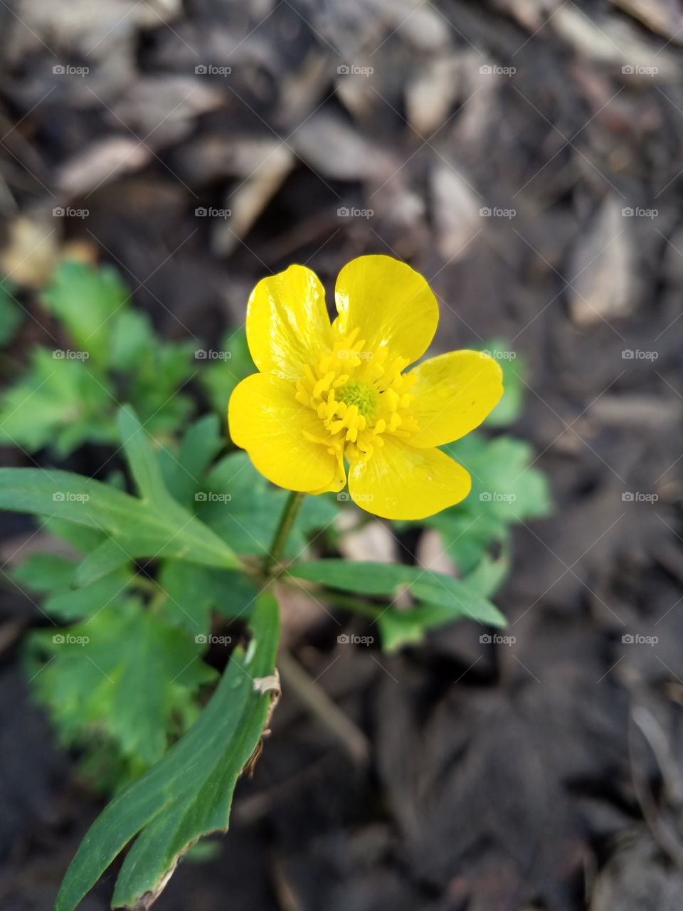 little yellow flower