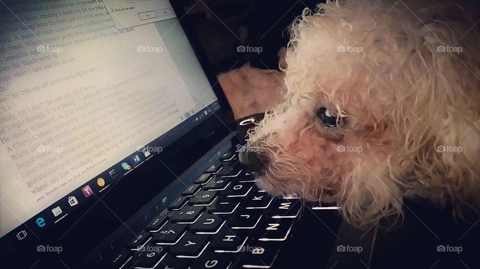 Young bichon frise with her head on the laptop keyboard.