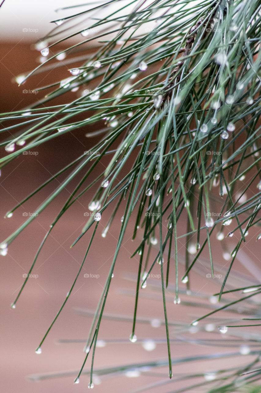 pine and water drops macro shot 