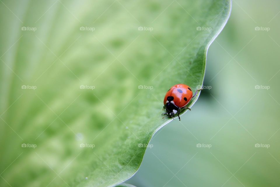 ladybug on a leaf