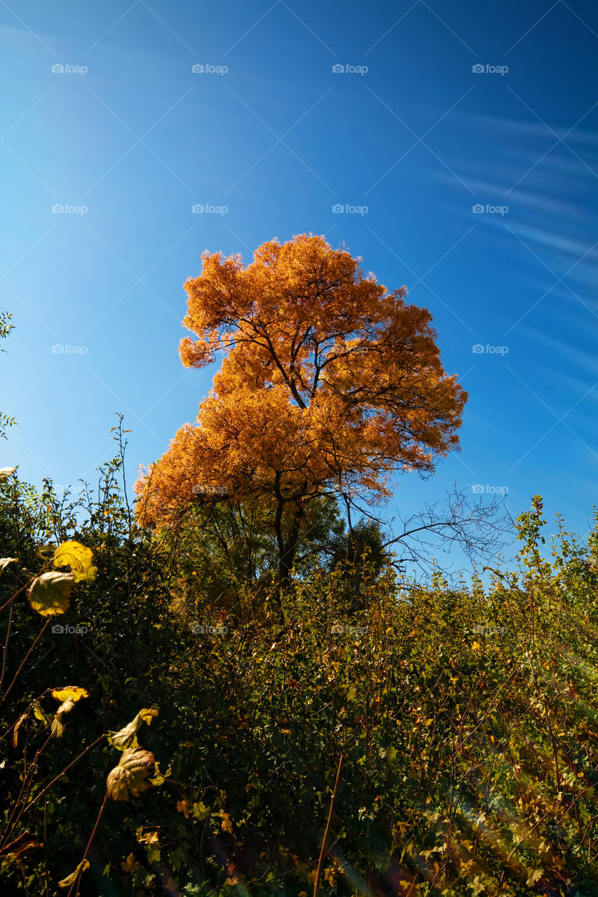 Autumn trees against sky