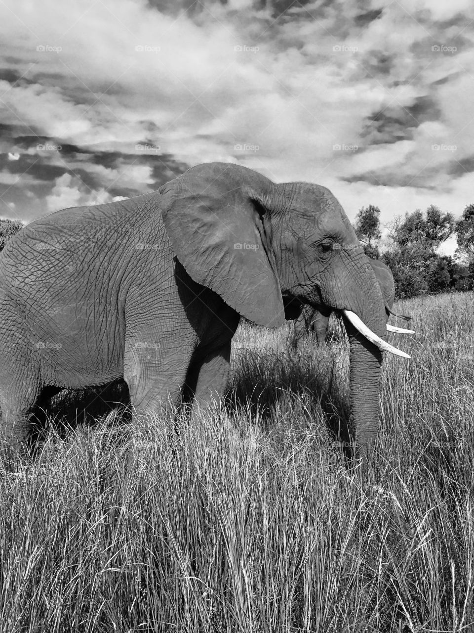 African Elephant 