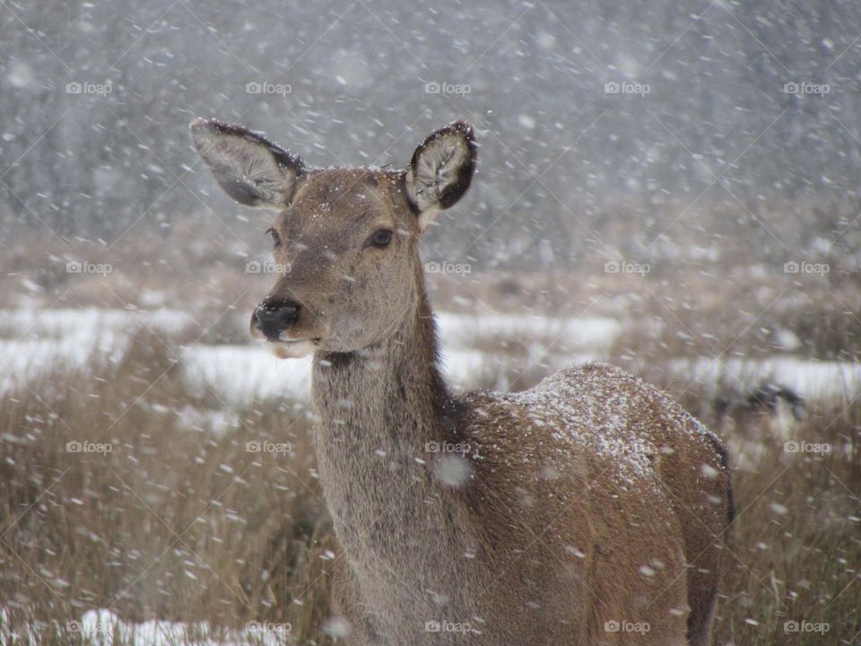 Deer in winter