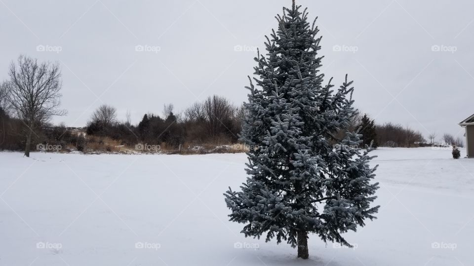 Winter, Snow, Tree, Frost, Cold