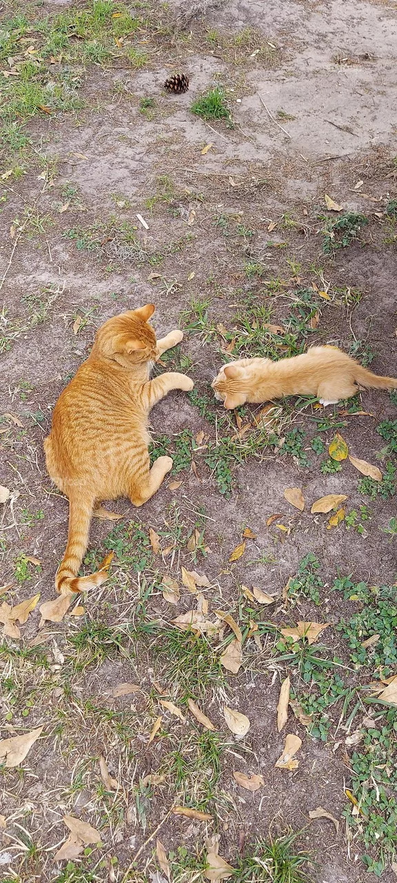 Let's Play ! Feline Fun!!