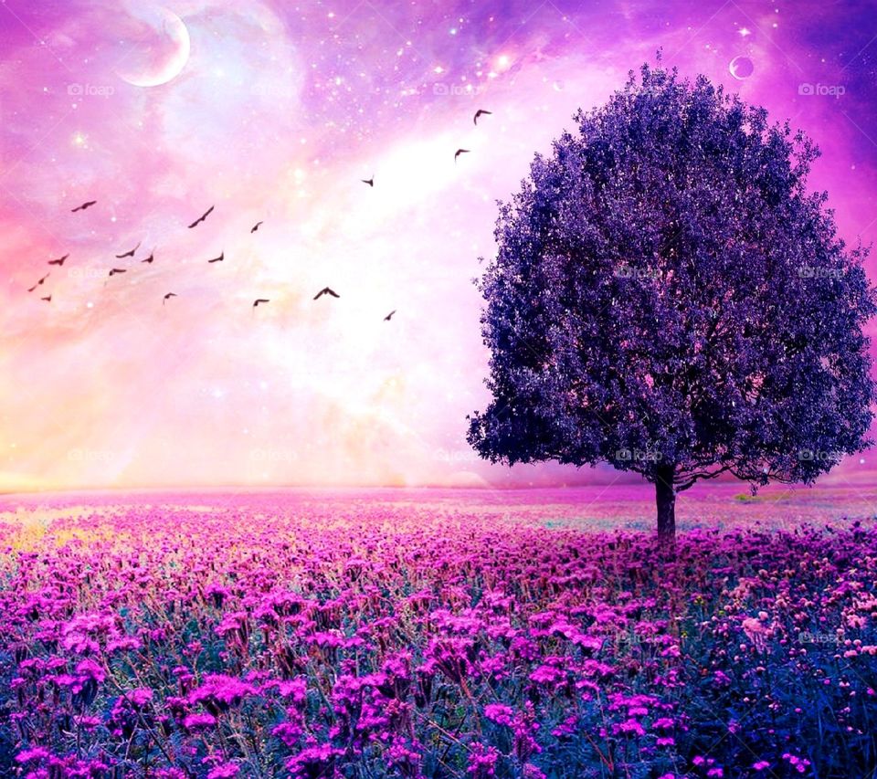 lilac fields