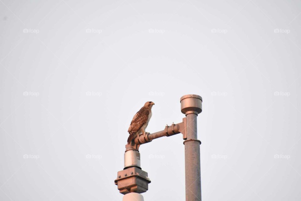 It's a hawk perched on street camera.