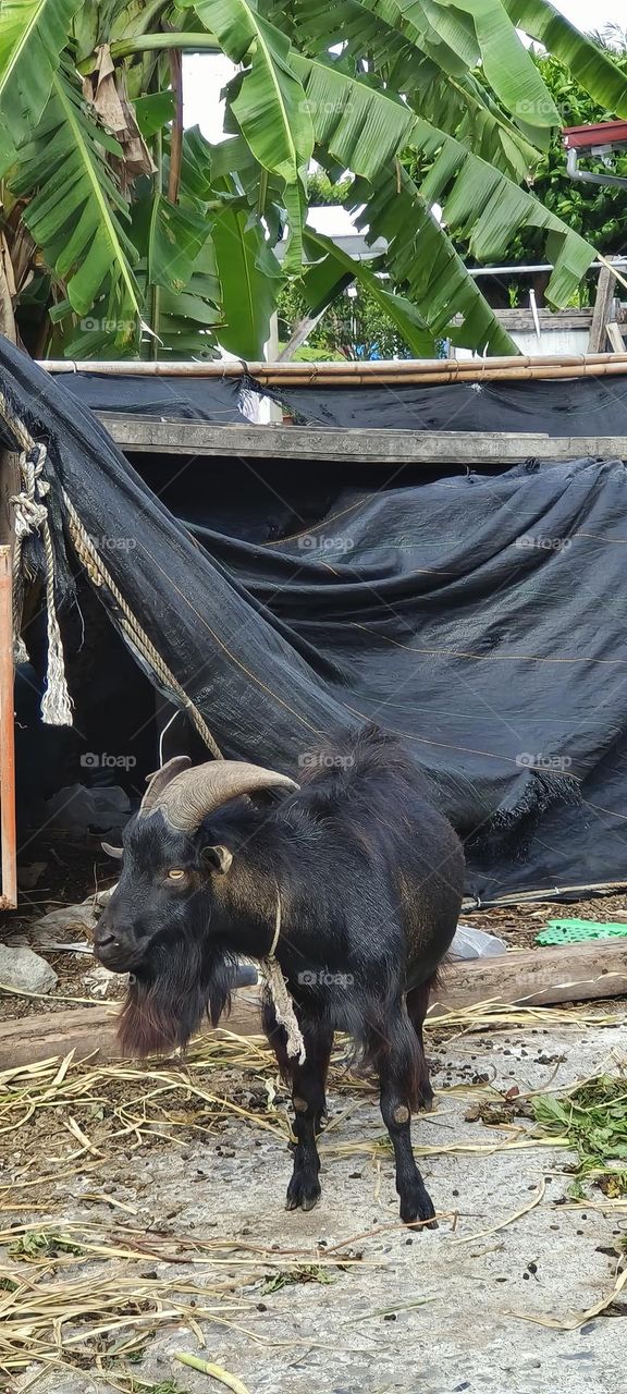 Group of black goats in the village