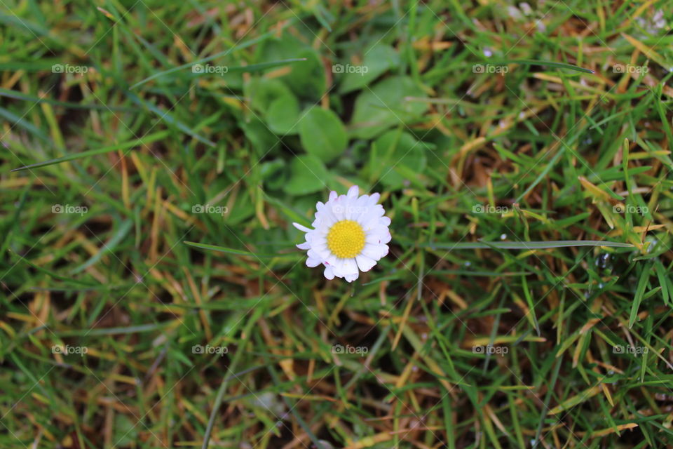 the lone flower🌼