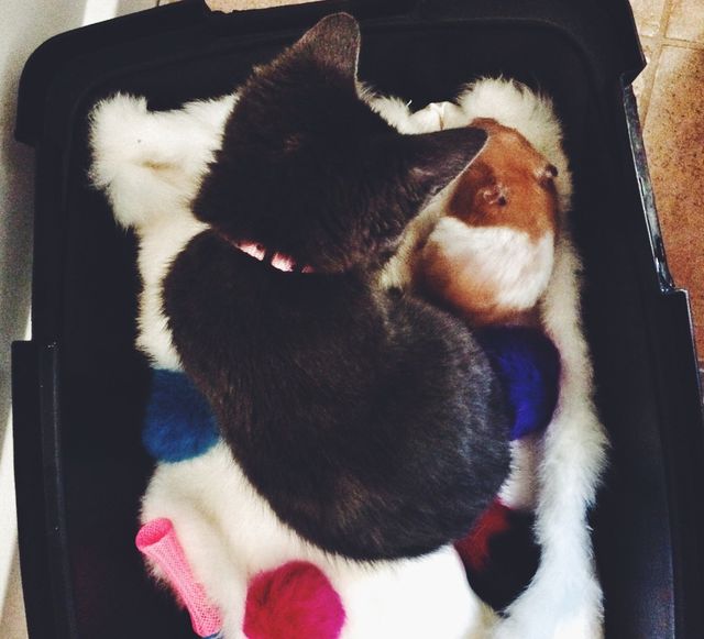 Unusual friends 