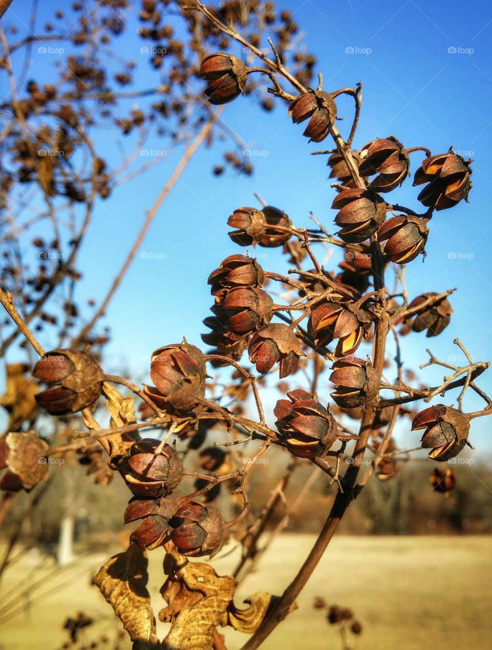 Crape Myrtle tree in winter