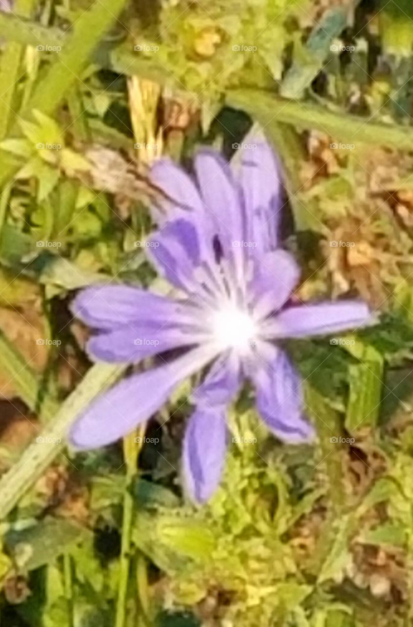 lavendar flor