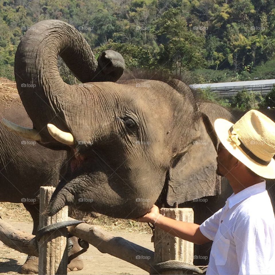 Elephant village in Chiangmai Thailand 