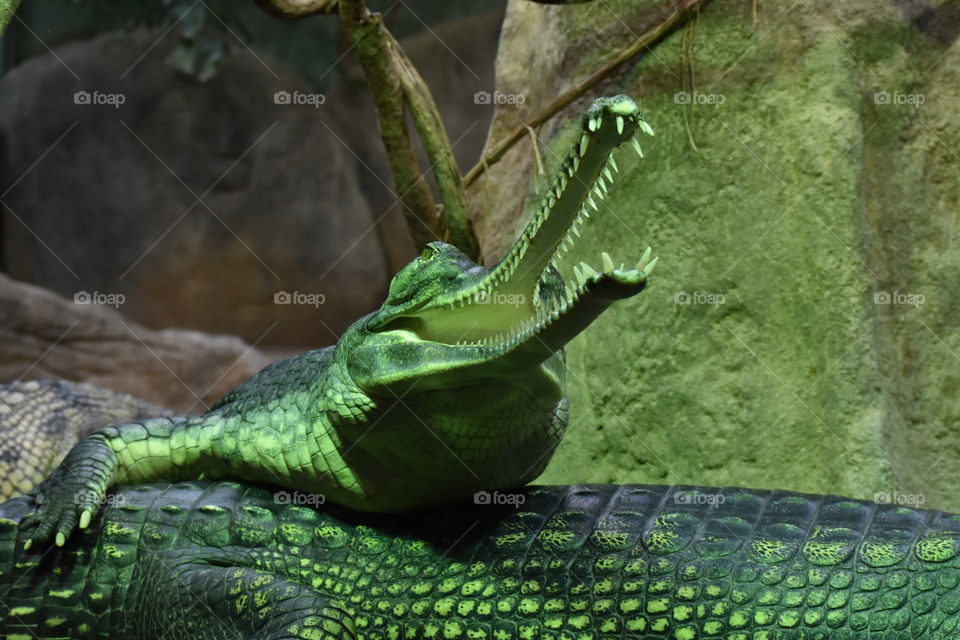 crocodile laughing