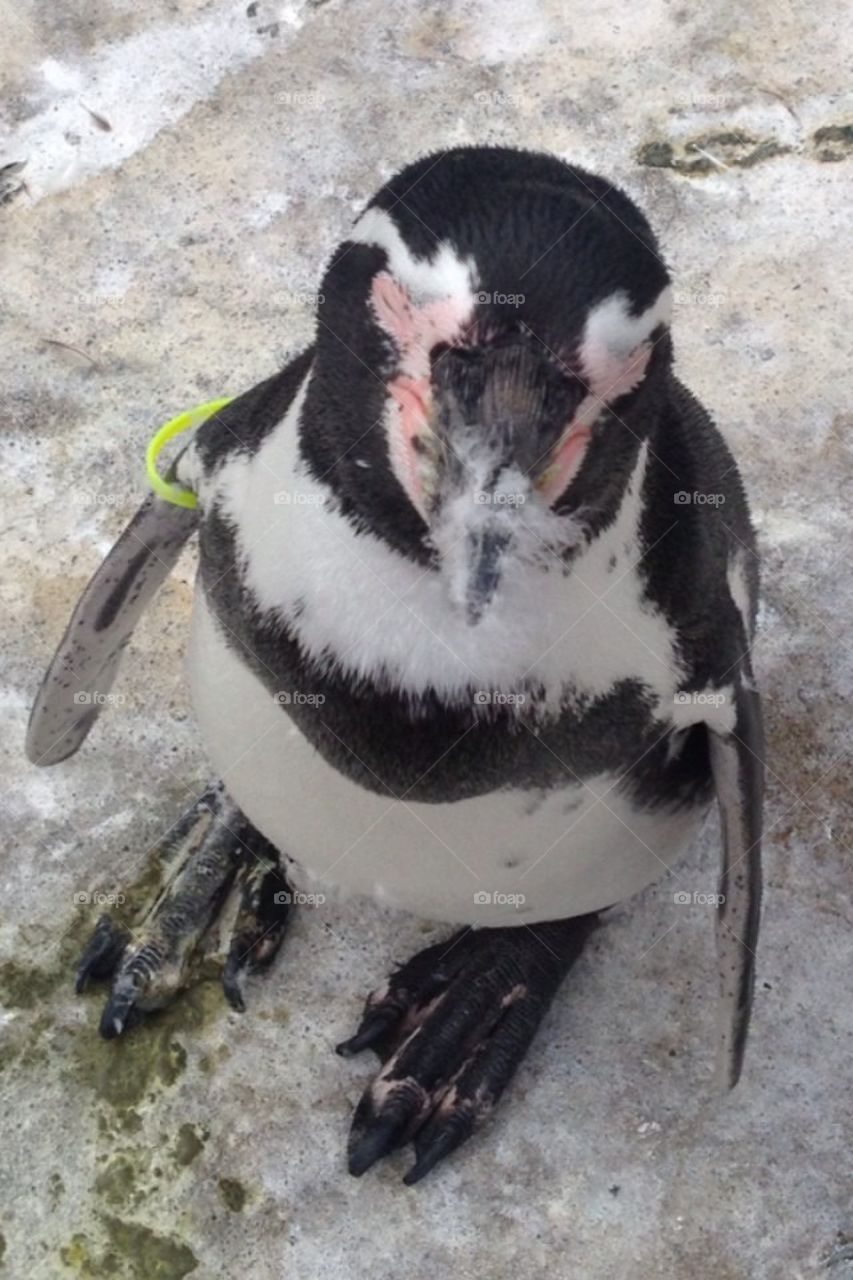 Penguin