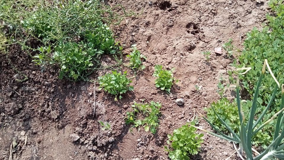 plantation in farm