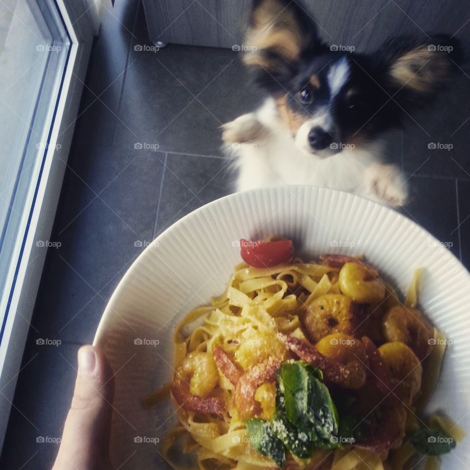 good food. pasta smzlls goods and the dog also wants a portion of it 