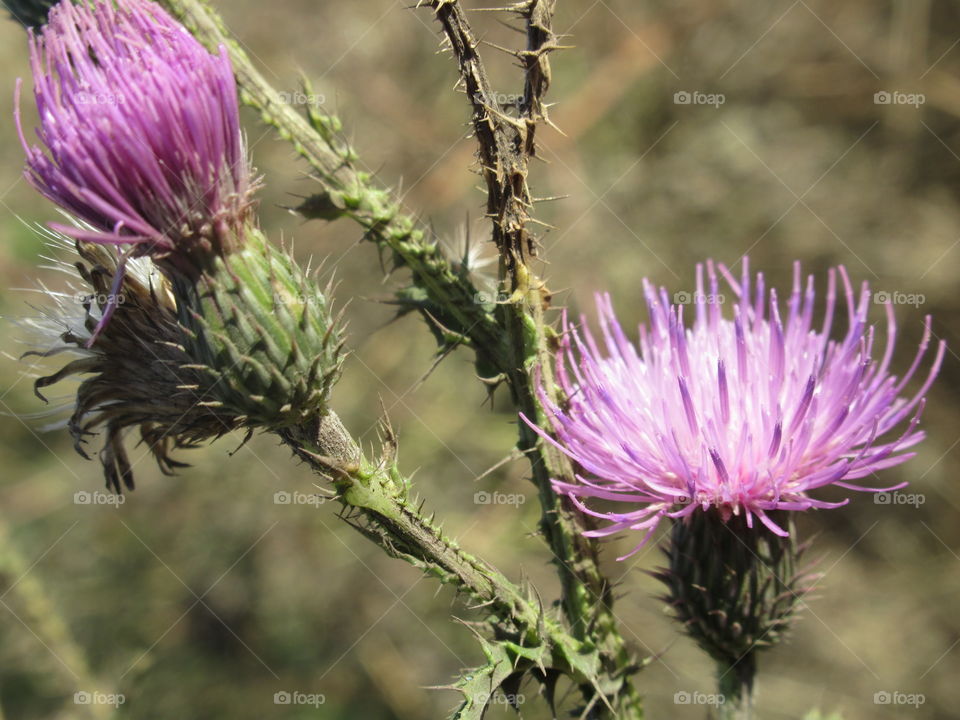 Thistle is the symbol of Scotland. The emblem of the Knights of the Order of the Thistle, whose motto is lat. Nemo me impune lacessit ("No one will touch me with impunity").