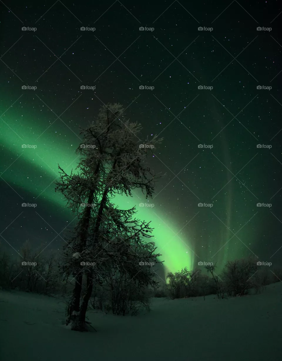 Winter day,frosty morning,winter silence,winter forest,frosty forest,frosty dawn,frosty sunset,winter dawn,Christmas trees in the snow,winter,frost,forest,evening,morning,winter sun,aurora borealis,north,northern night,Arctic,aurora borealis in the f