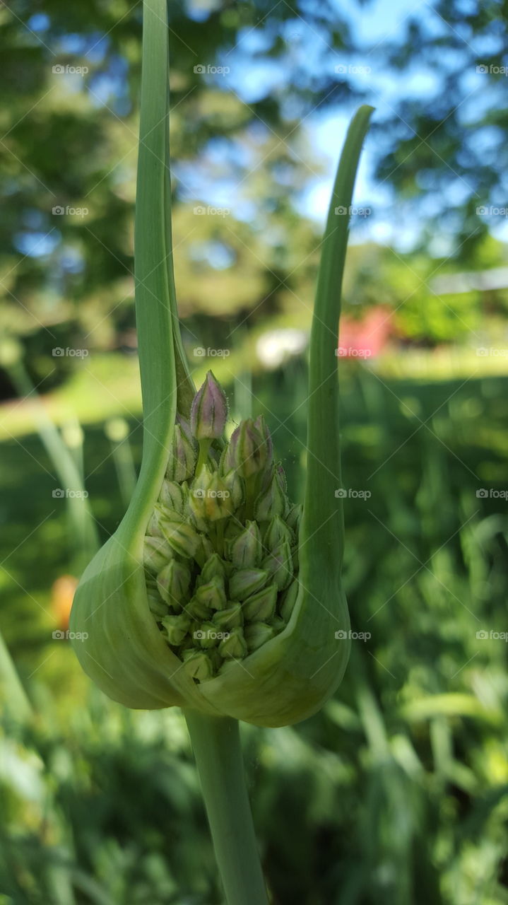 garlic bloom