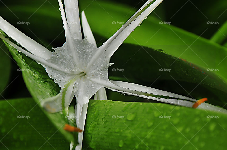 Rainfall flower