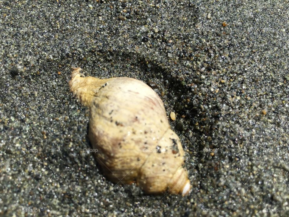 sea shell  in the sand